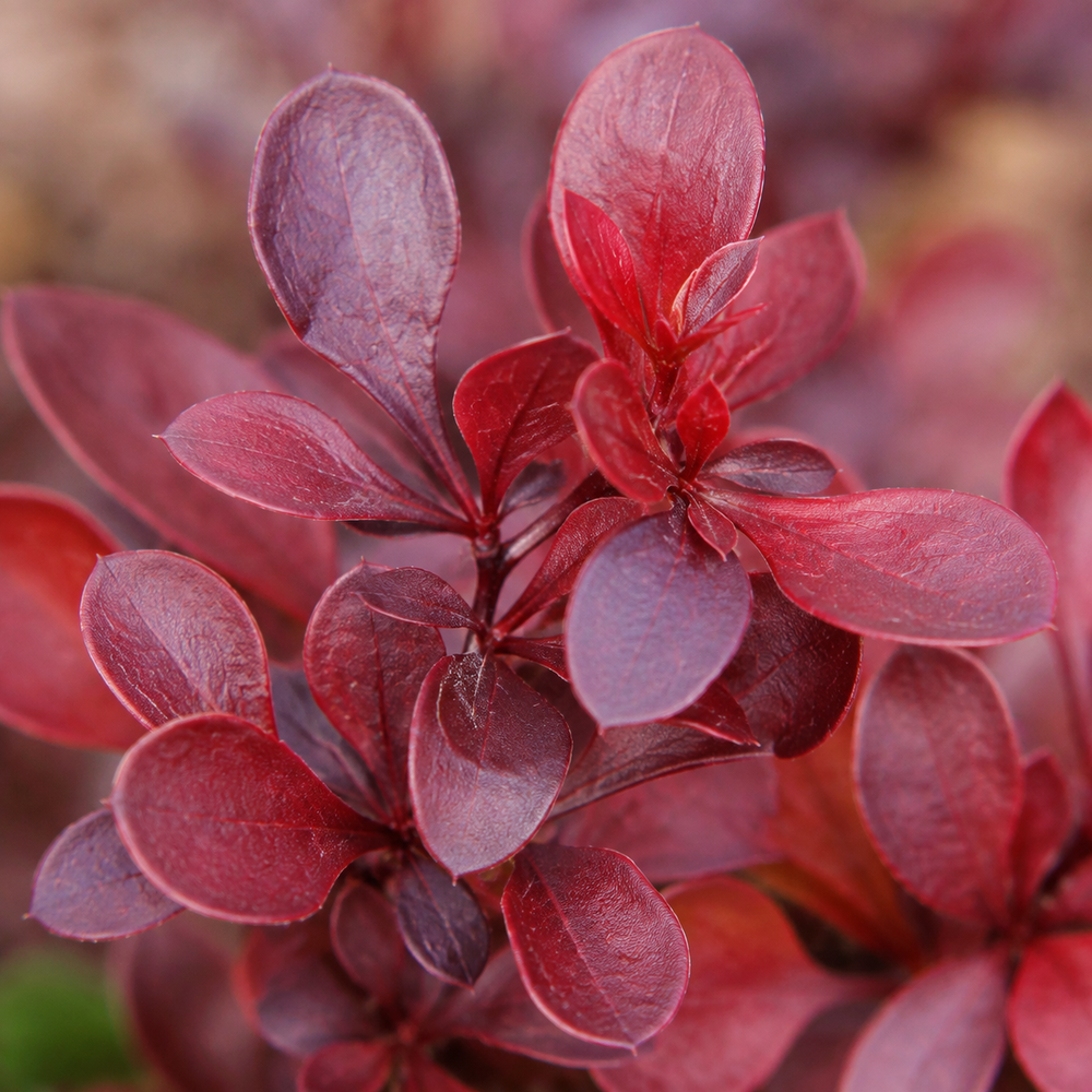 Барбарис Тунберга ‘Ruby Star’