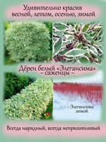 Дёрен белый Элегансима кустарник многолетний