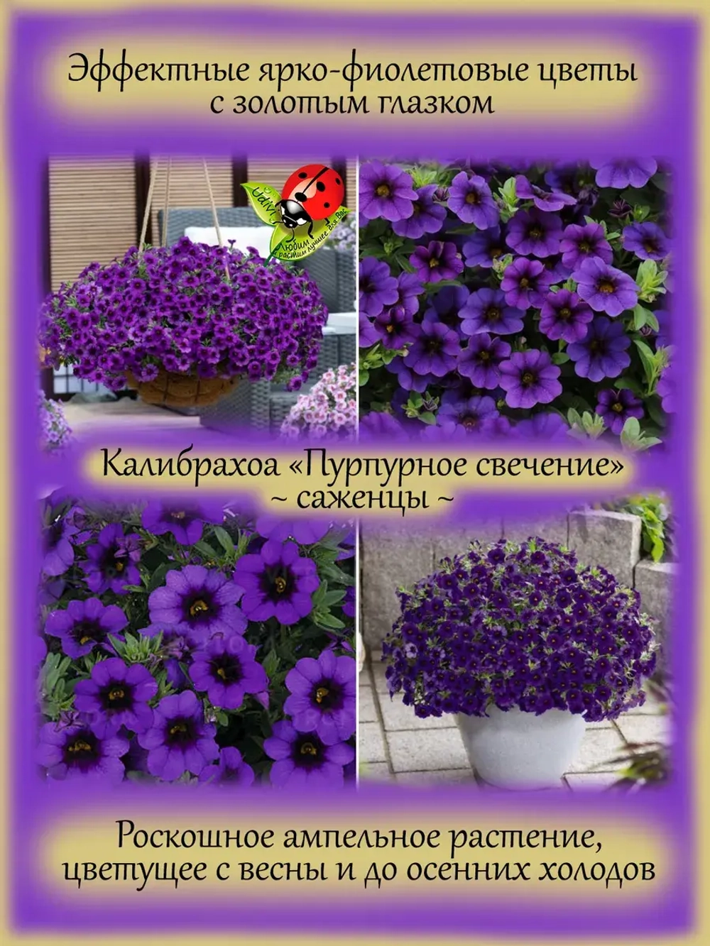 Калибрахоа Пурпурное свечение