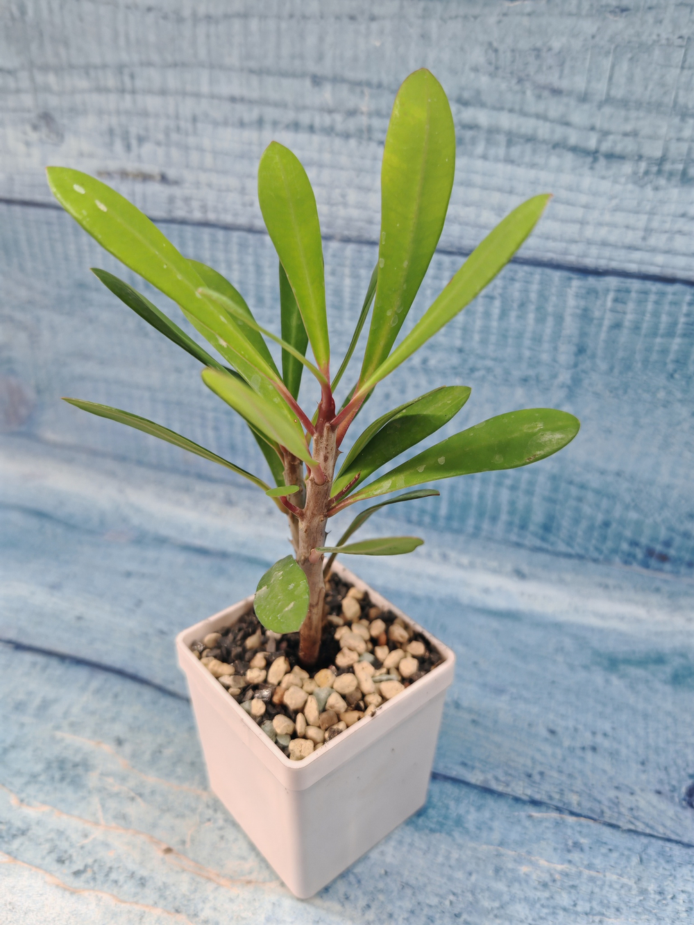 Euphorbia Milii (Эуфорбия)