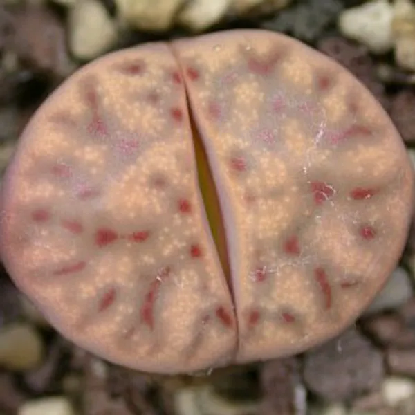 Литопс (C326 Lithops dinteri ssp. multipunctata) живые камни семена
