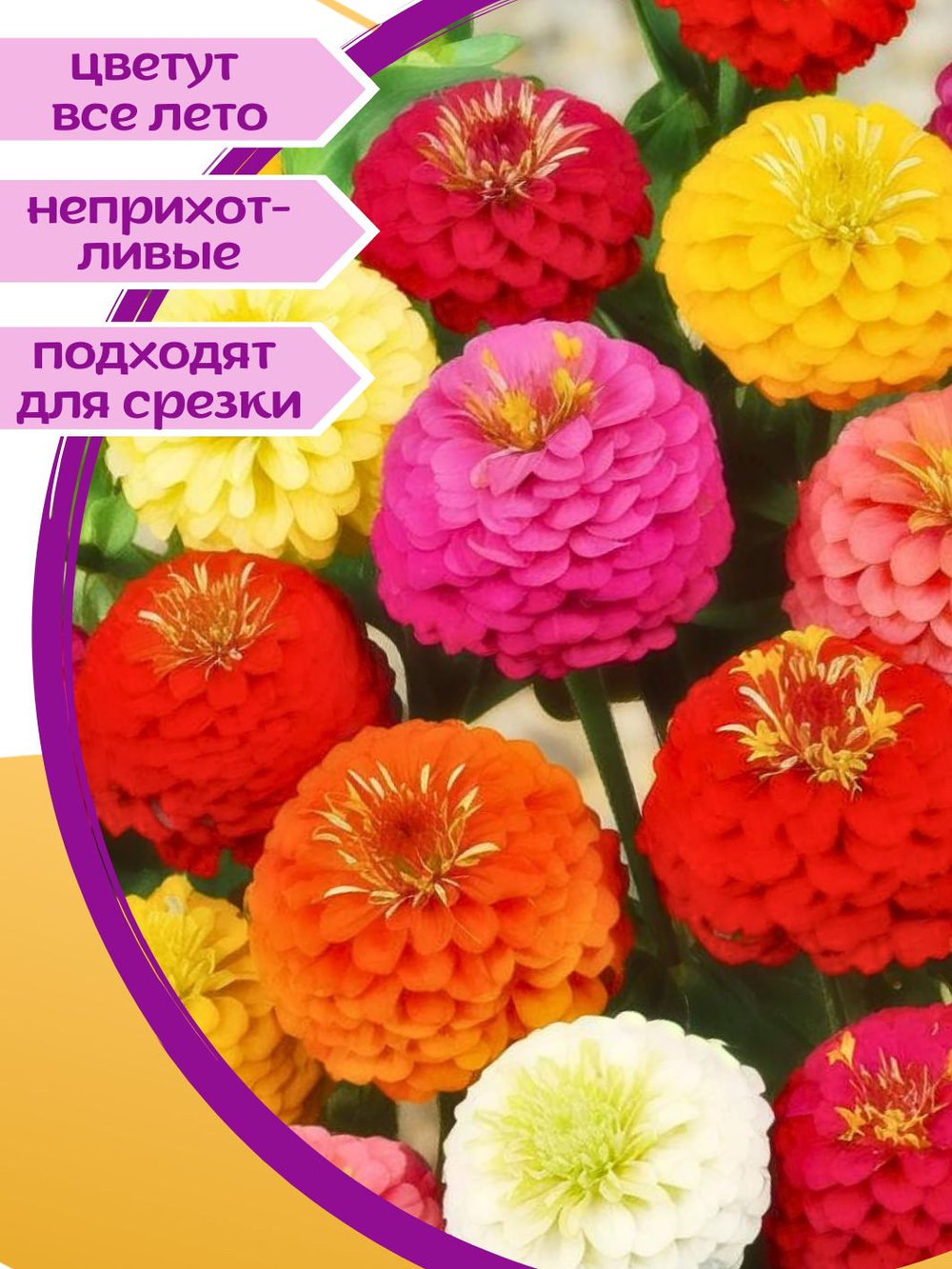 Семена Цинния кустовая низкорослая и высокорослая Лилипут и Калифорнийский гигант, набор семян цинии смесь по 0.4 г