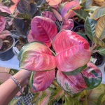 Аглаонема PINK LOTUS