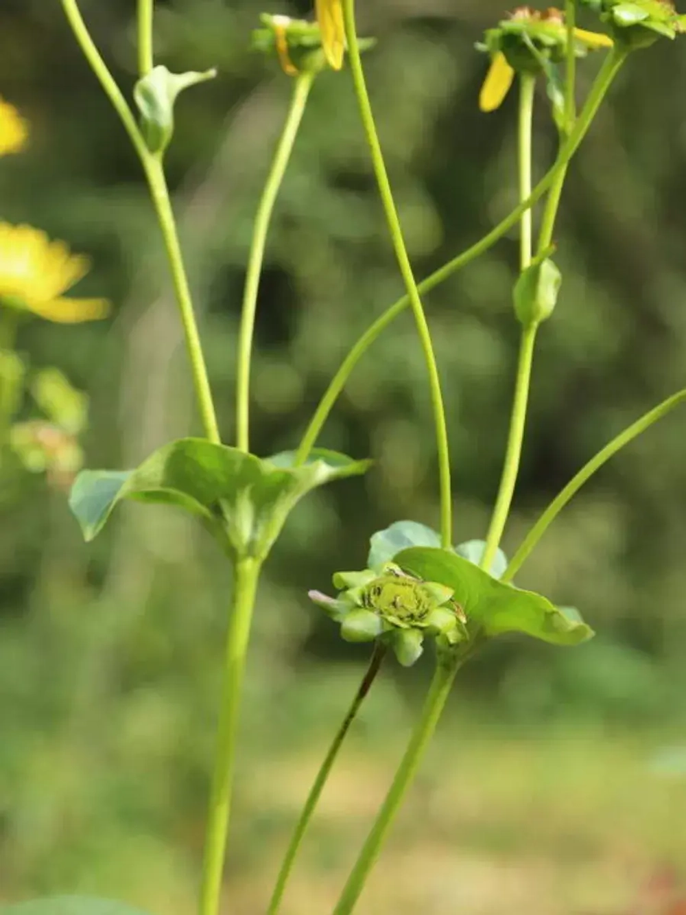 Семена Сильфия пронзеннолистная (Silphium perfoliatum) 10гр
