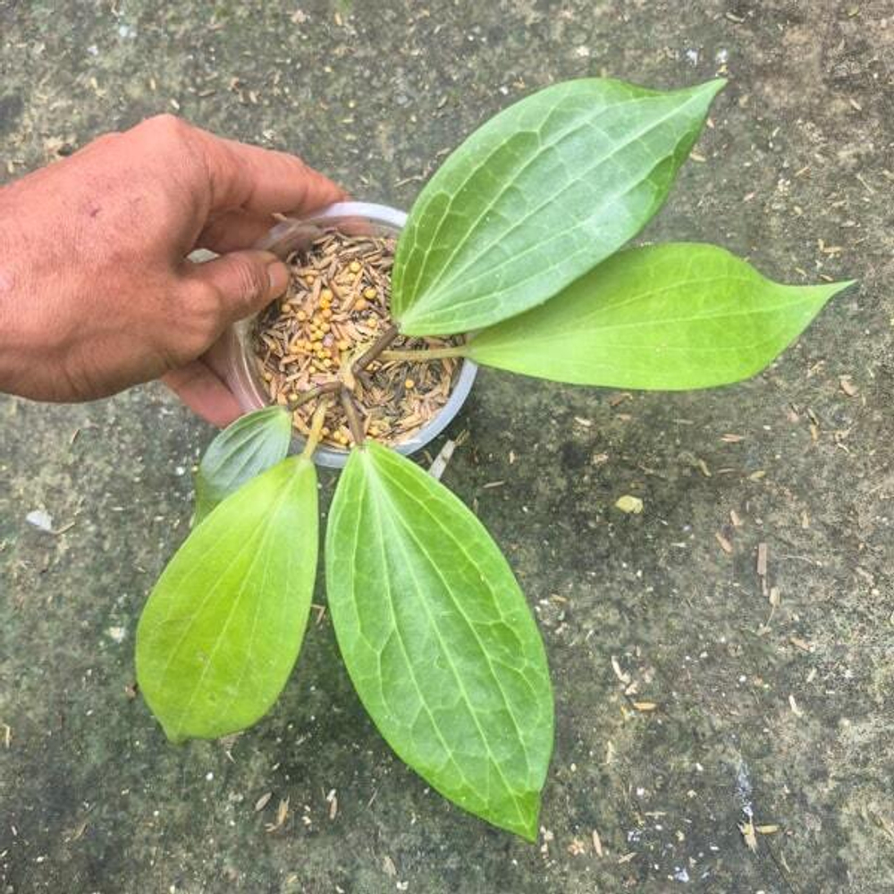 Хойя NICHOLSONIAE X MACROPHYLLA