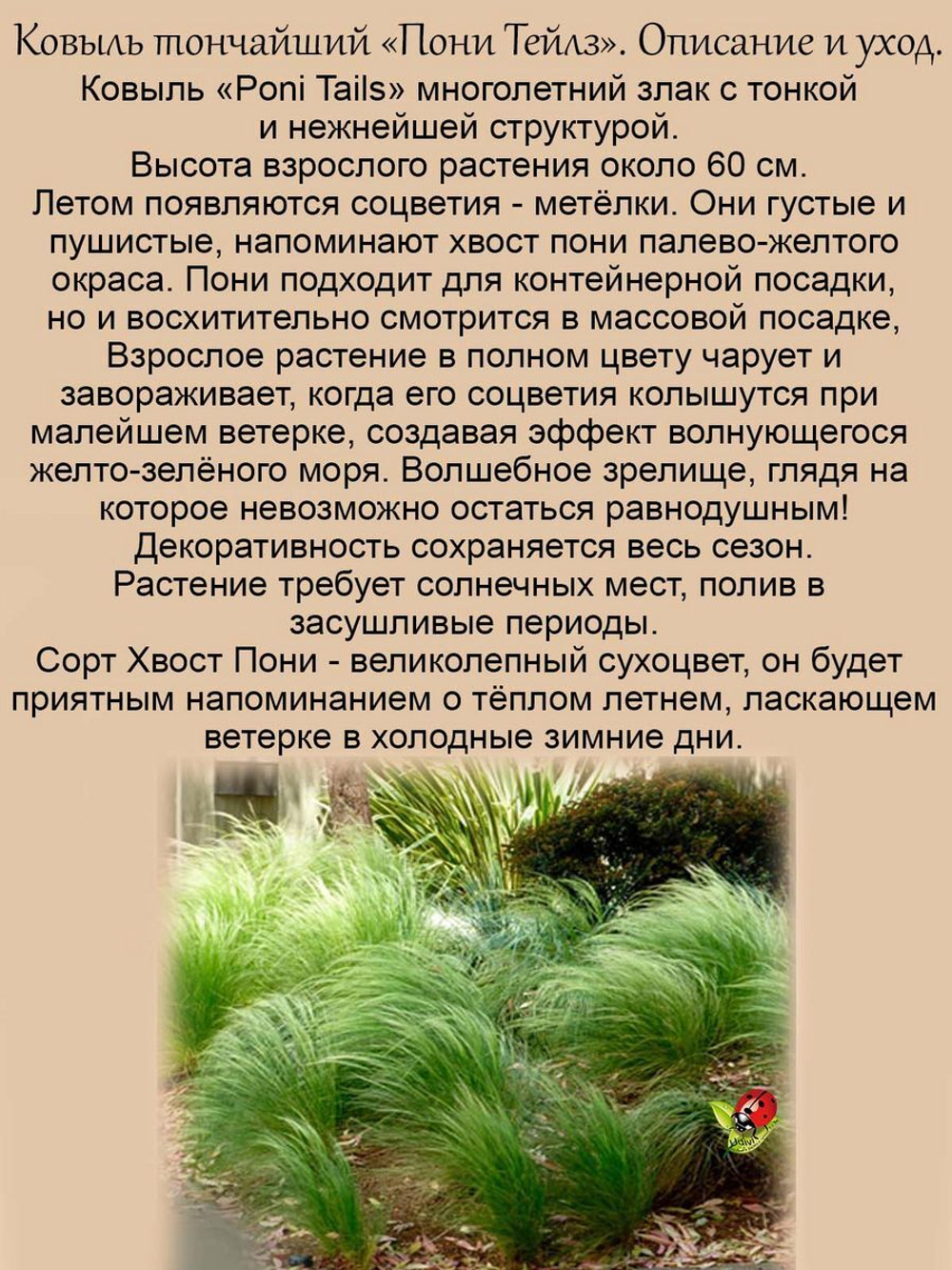 Злак Ковыль тончайший Хвост Пони Пони Тейлз