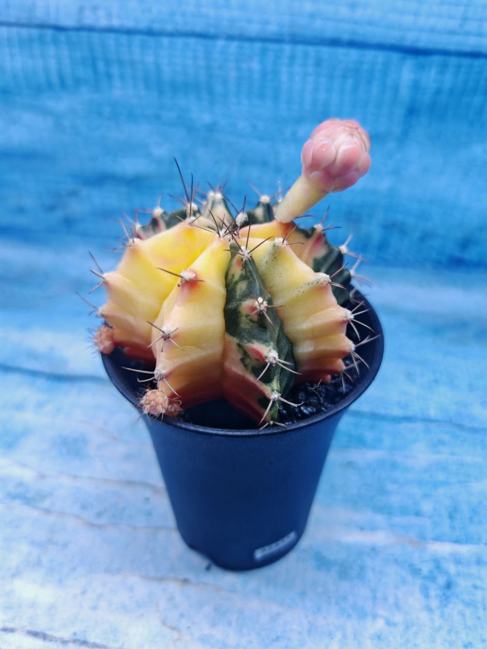 Gymnocalycium Variegata (Гимнокалициум Вариегатный)