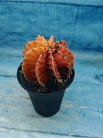 Gymnocalycium Variegata (Гимнокалициум Вариегатный)