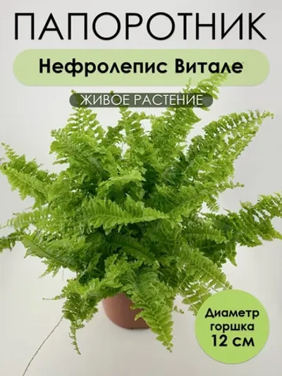 Нефролепис Витале. Папоротник живой комнатный