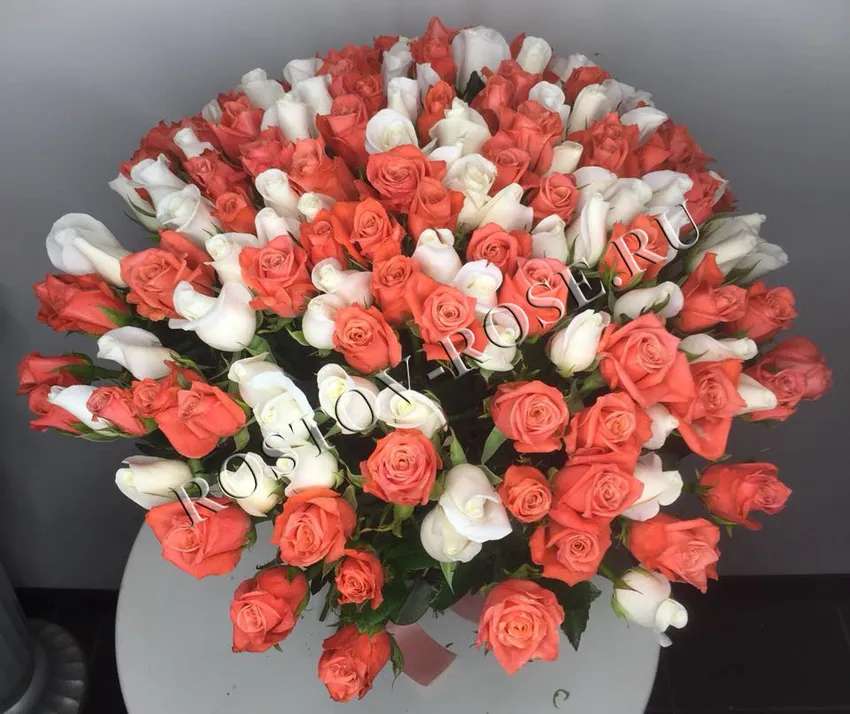 Микс из 101 местной кораллово-белой розы 60 см