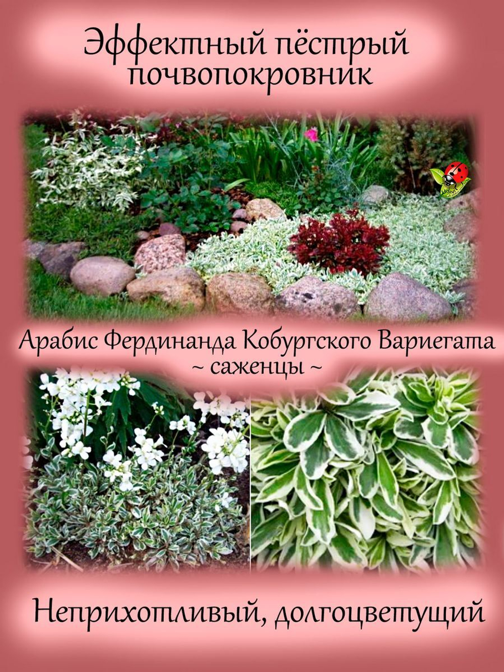 Арабис Фердинанда Кобургского Вариегата Резуха многолетник