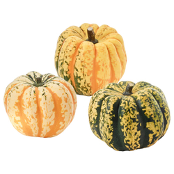 IKEA CUCURBITA  (ИКЕА СУСУРБИТА)  -  Тыква декоративная - разные
