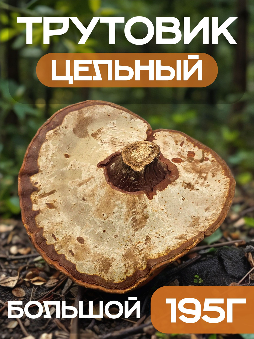 Трутовик плоский цельный (большой).