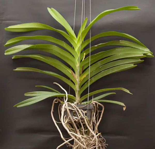 Орхидея Ванда (Vanda orchid) #1