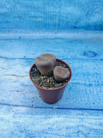Lithops sp. (Литопсы)