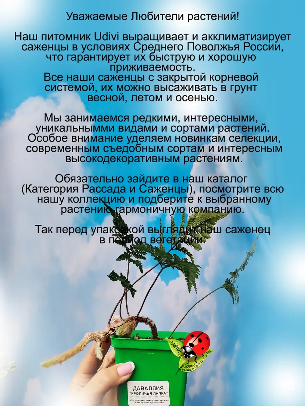 Даваллия Кроличья лапка комнатный папоротник