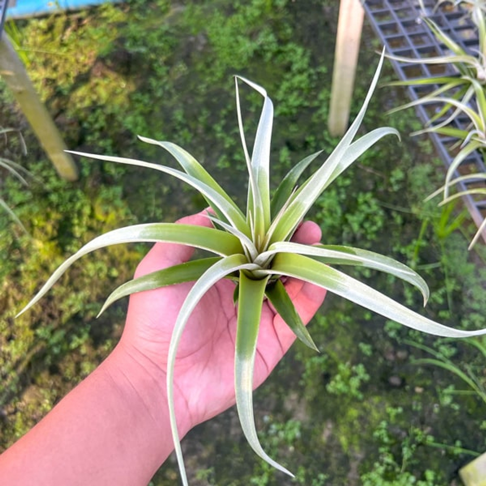 Тилландсия Majestic (chiapensis x concolor red Spiked form) (Т59)