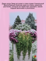Алиссум вегетативный Люсия Лаванда розовый Lucia Lavаnder