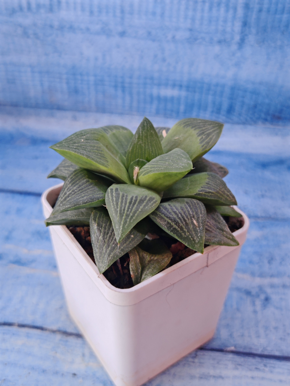 Haworthia Retusa Geraldii (Хавортия)