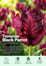 Тюльпан Black Parrot