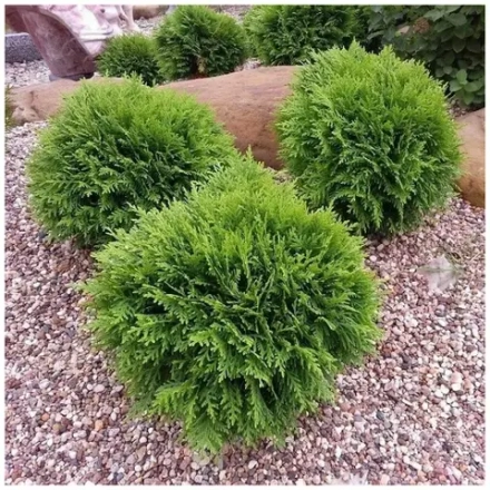 Туя западная Тип Топ (Thuja occidentalis Tip Top) р9 август 2026 г.