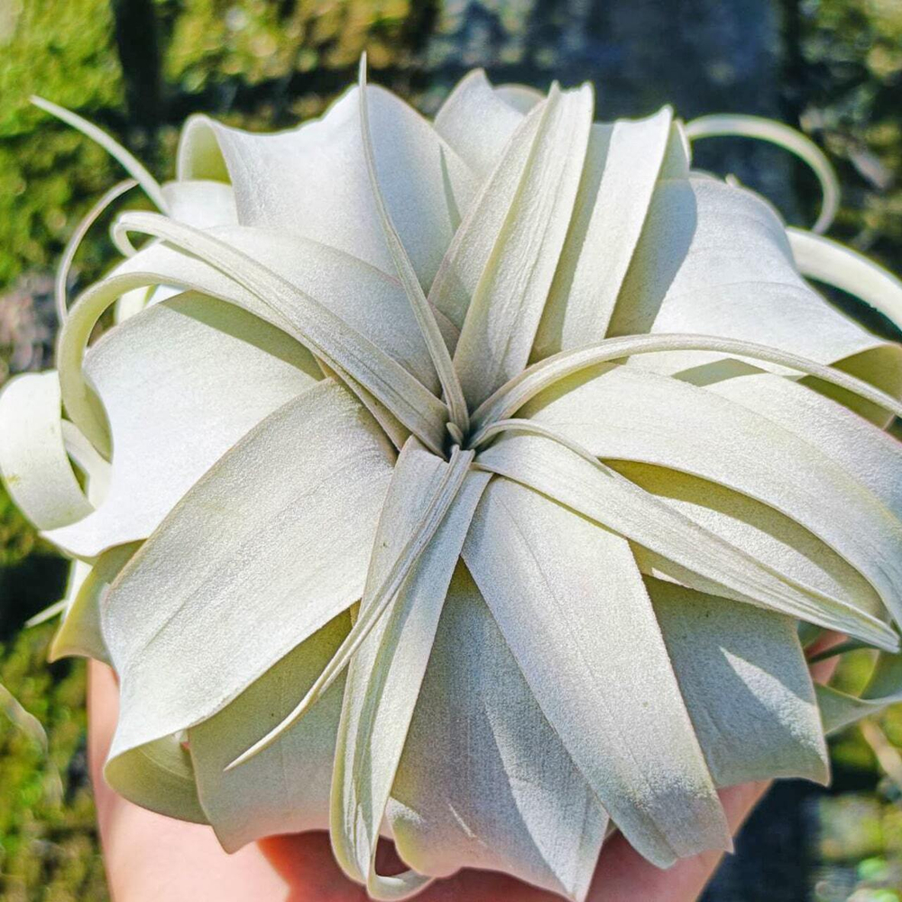 Тилландсия xerographica M (Т54)