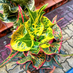 Кротон PHOENIX GON – SAGUN MANGKORN (V53)
