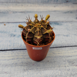 Gymnocalycium Friedrichii (Гимнокалициум)