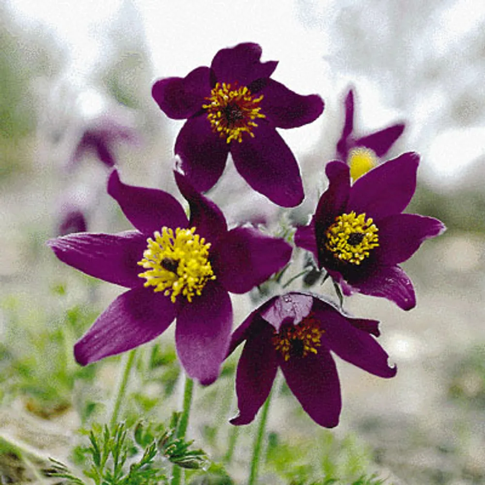 Pulsatilla Vulgaris Blaue Glocke семена