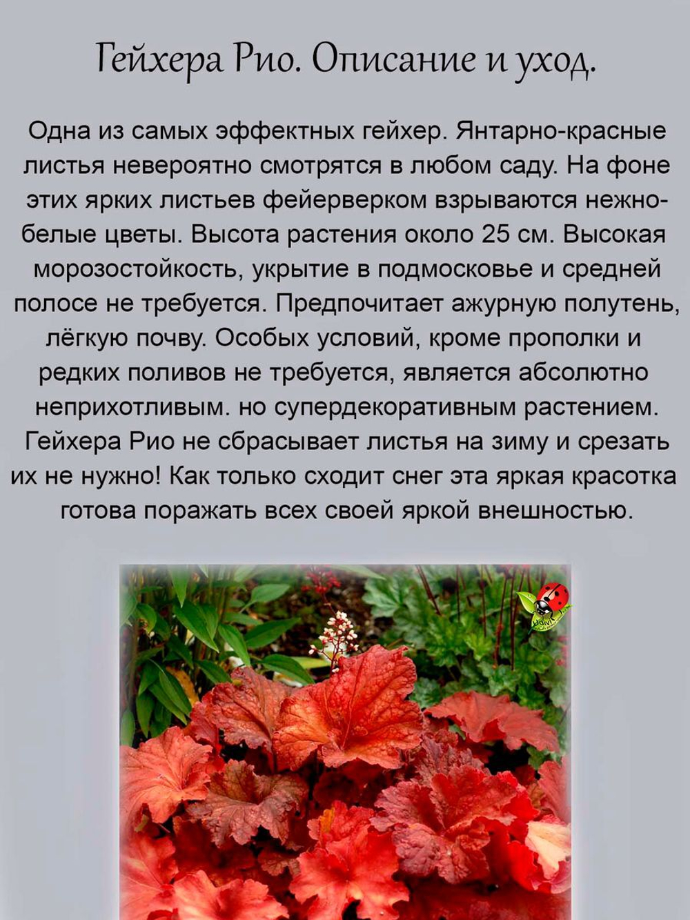 Гейхера Рио яркая многолетник