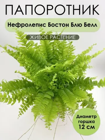 Нефролепис Бостон Блю Белл. Растение живое комнатное