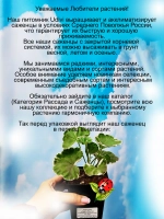 Пеларгония Уаито Рингу вариегатная розебудная