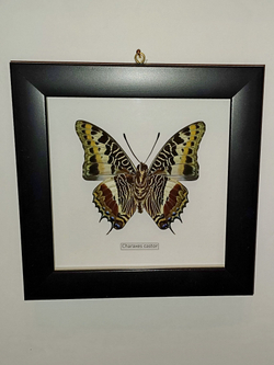 Бабочка Charaxes castor в рамке