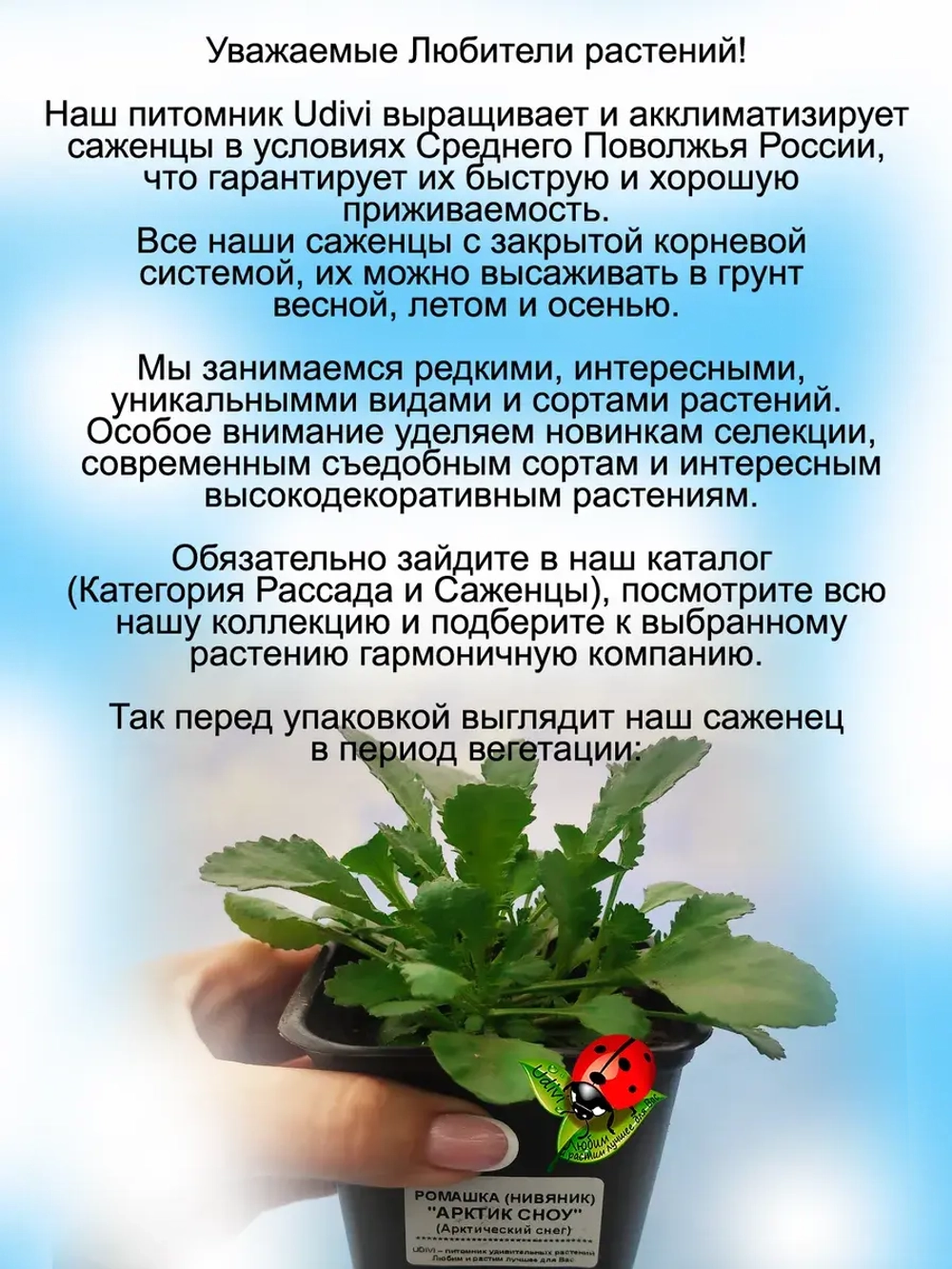 Ромашка Арктический снег нивяник