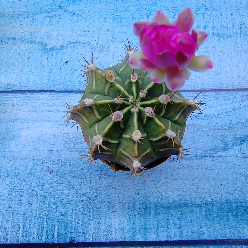Gymnocalycium Friedrichii (Гимнокалициум)