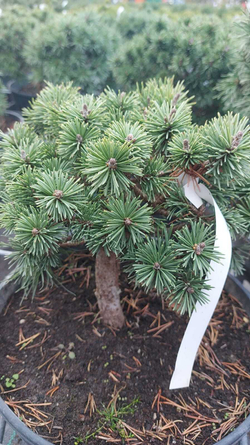 Cосна pinus mugo Minimops