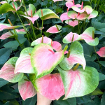 Антуриум Андре PINK GREEN