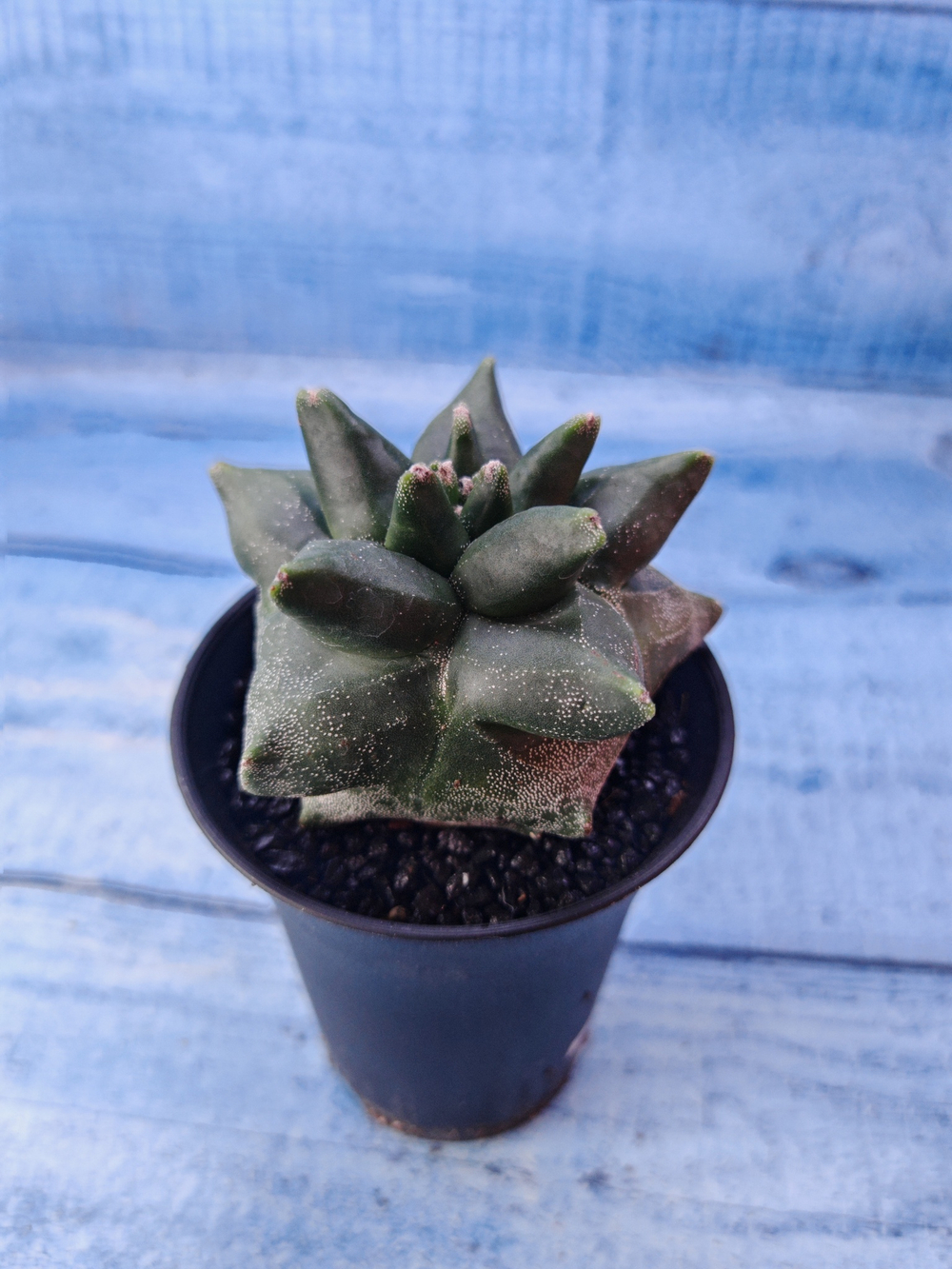 Astrophytum Myriostigma monstrosa (Астрофитум)