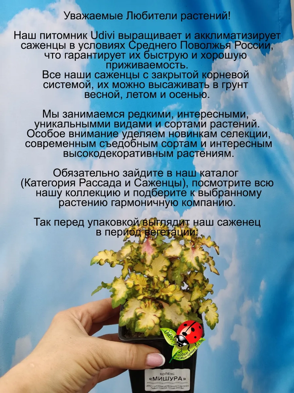 Колеус Мишура вегетативный