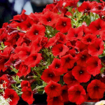 Петуния Petunia VERANDA Red ЕВРО укорененный черенок ЯНВАРЬ 27 поставка 12