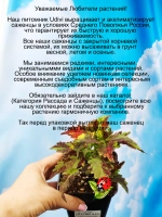 Колеус Хулиган вегетативный
