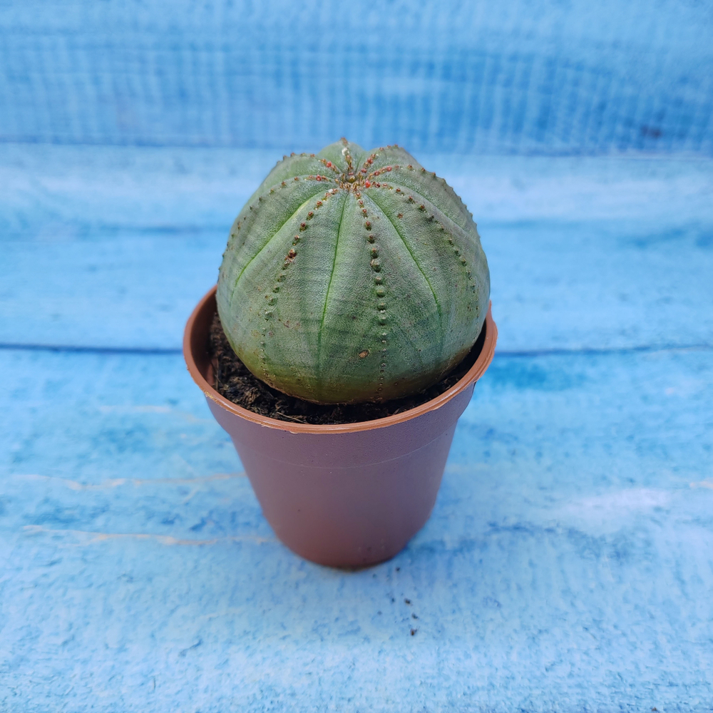 Euphorbia Obesa (Эуфорбия)