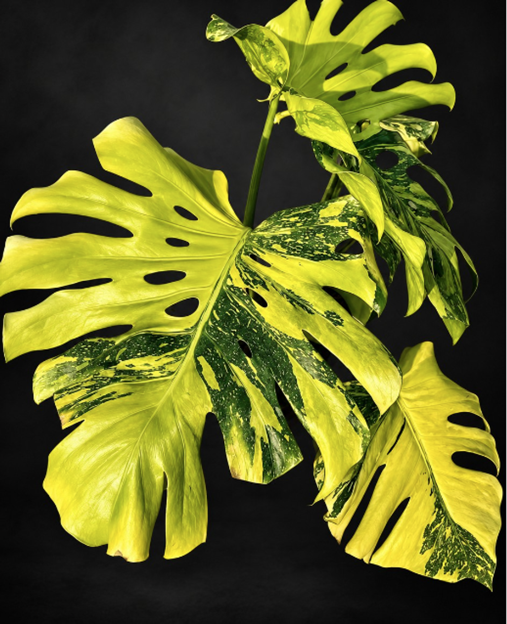 Monstera electrolyte king
