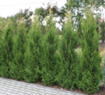 Туя западная Ауреоспиката (Thuja occidentalis Aureospicata) р9 август 2026 г