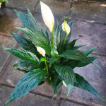 Спатифиллум BODHI LEAF (В108)