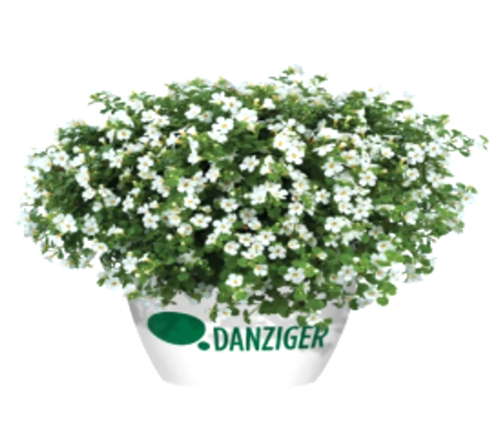 ЕВРО Бакопа (Scopia) Compact White укорененный ЕВРО черенок февраль поставка 11
