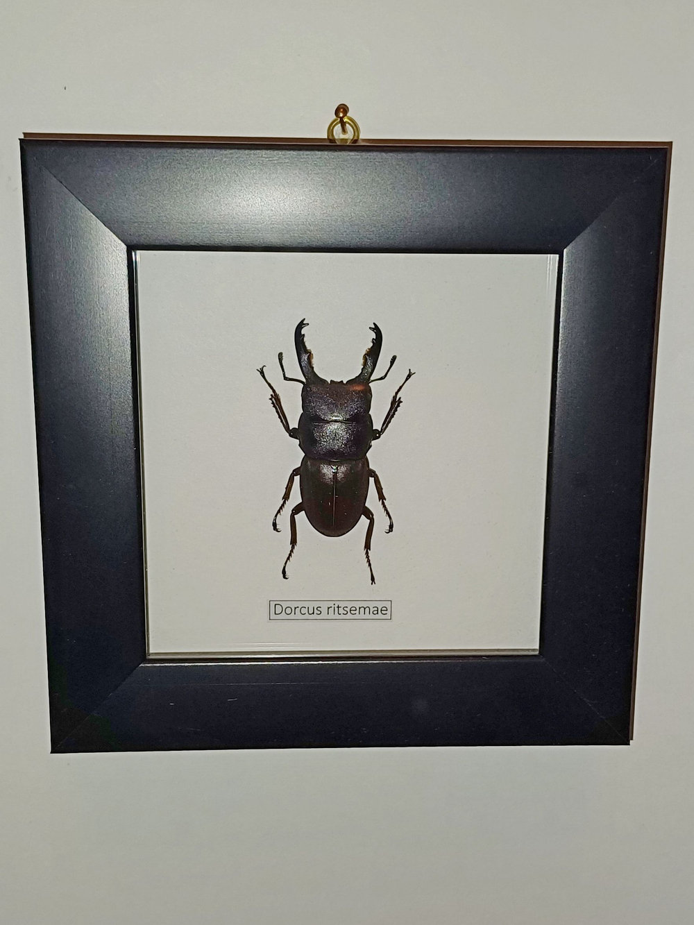 Жук Рогач Dorcus ritsemae в рамке