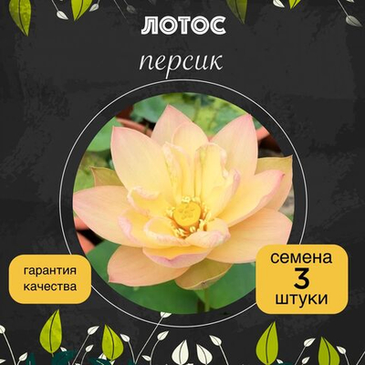 Лотос орехоносный "Персик" семена 3 штуки