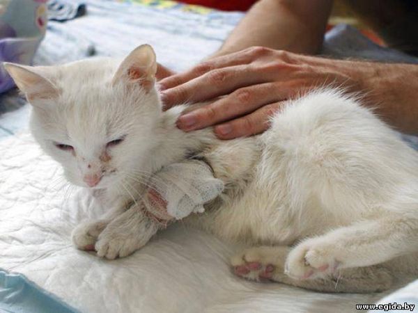 Кровотечения у кошек Кровотечения у кошек
