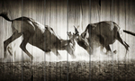 Панно из дерева Red hartebeest dual in dust
